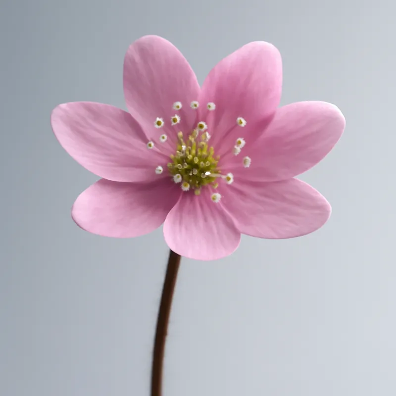 Leberblümchen - rosa