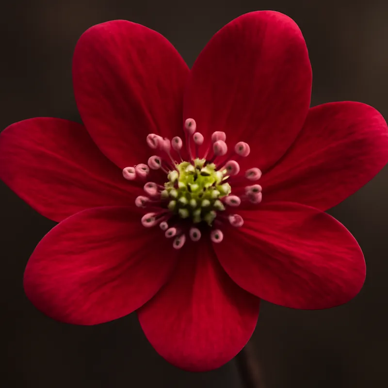 Leberblümchen - rot - Bild 2