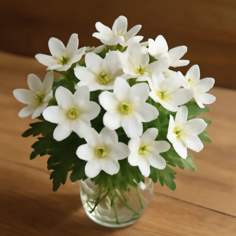 Leberblümchen - weiss - Bild 3