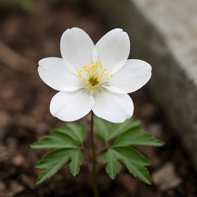 Leberblümchen - weiss - Bild 4