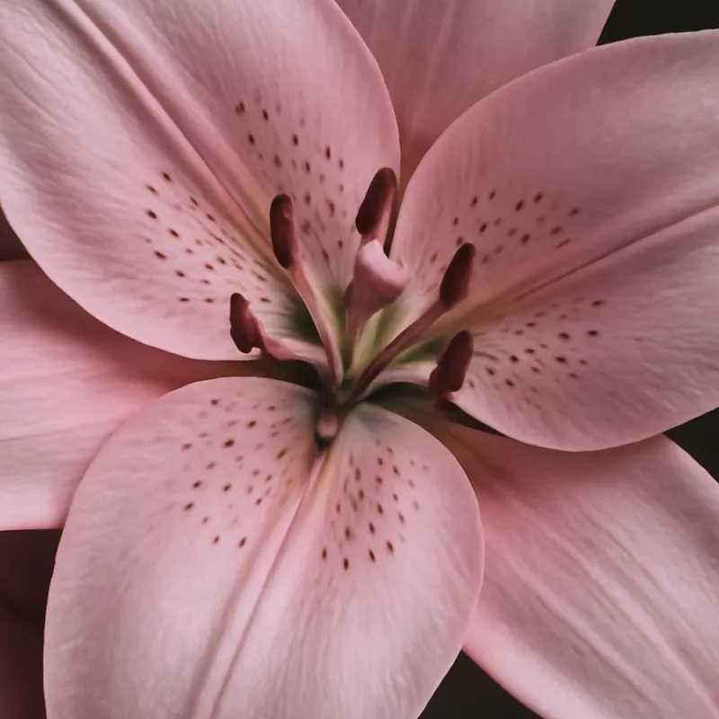 Lilie - rosa - Bild 2