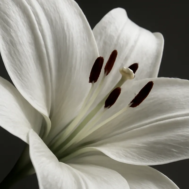 Lilie - weiss - Bild 2