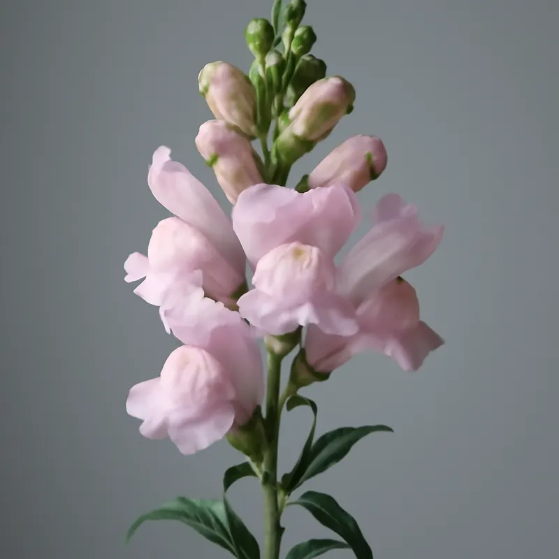 Löwenmaul - rosa