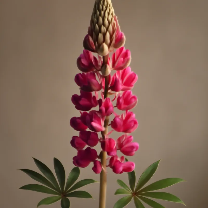 Lupine - klassisch
