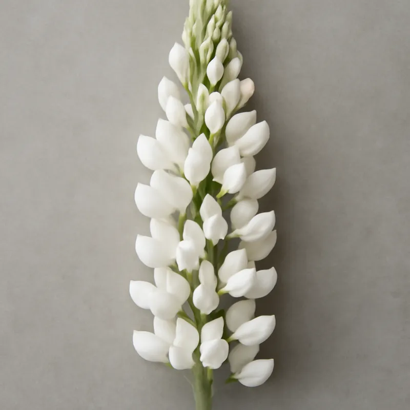 Lupine - weiss