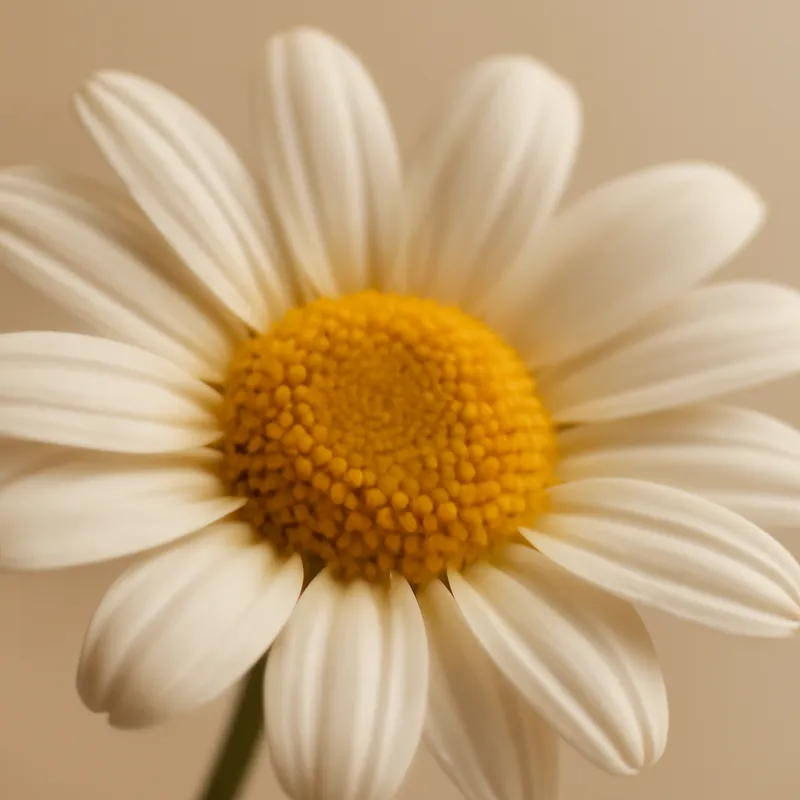 Margerite - klassisch - Bild 2