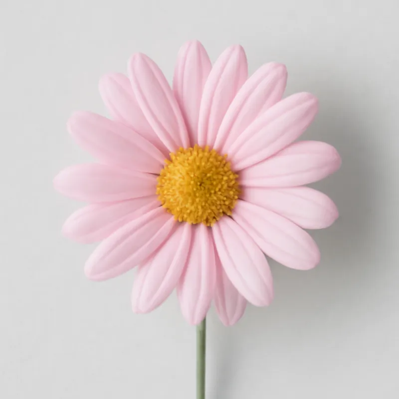 Margerite - Rosa