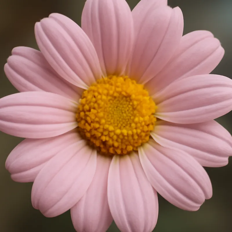 Margerite - Rosa - Bild 2