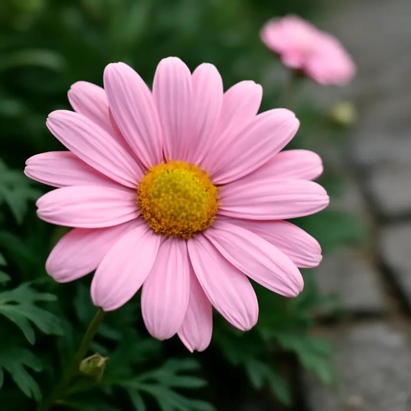 Margerite - Rosa - Bild 4