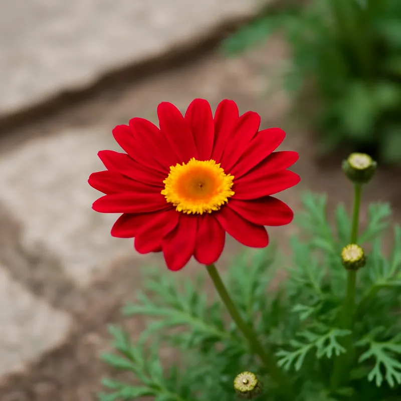 Margerite - rot - Bild 4