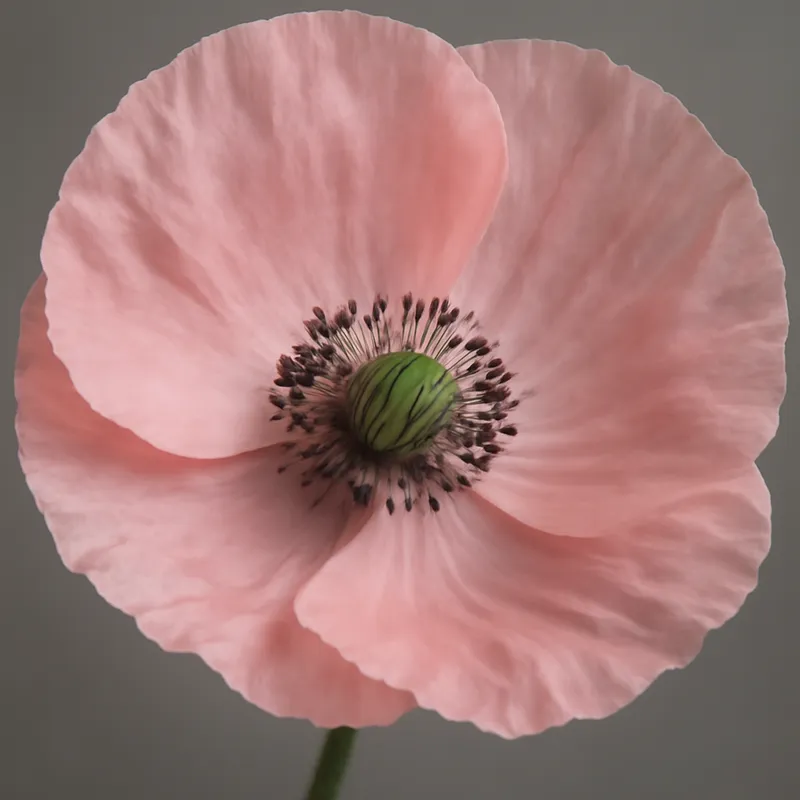 Mohn - rosa - Bild 2
