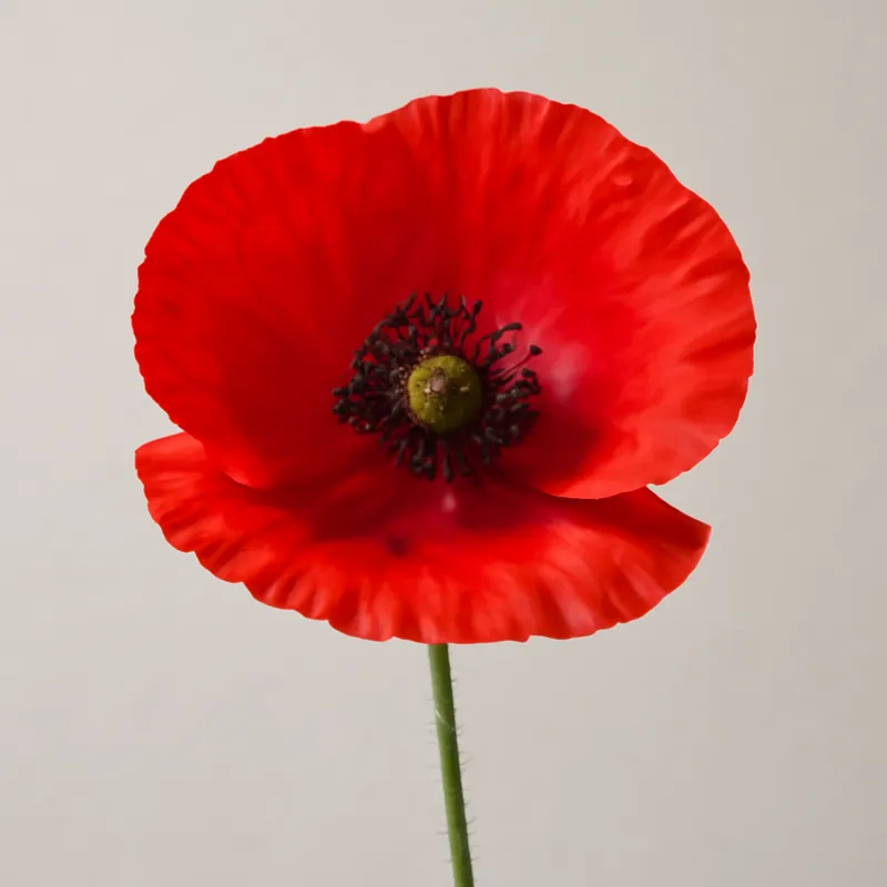 Mohn - rot