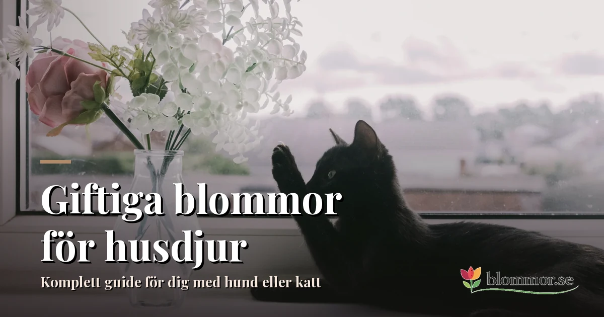 Giftige Blumen für Haustiere