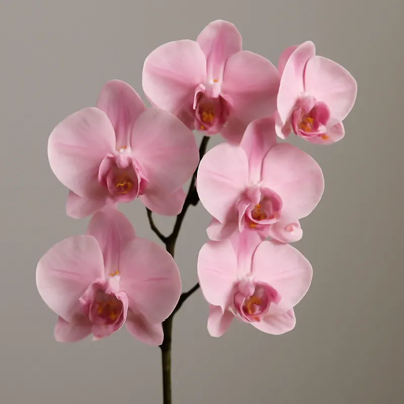 Orchidee (Brautorchidee) - rosa