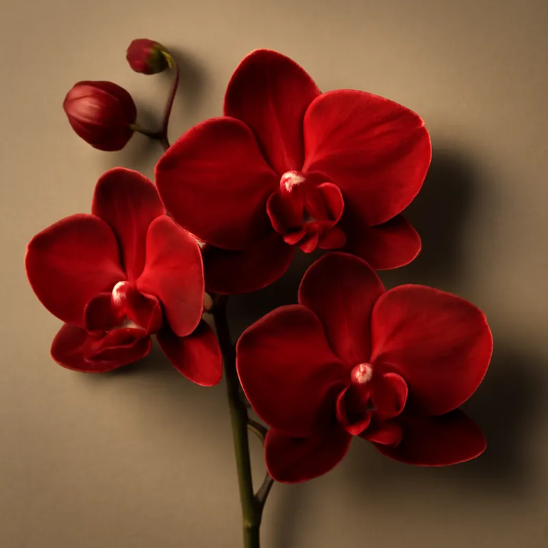 Orchidee (Brautorchidee) - rot