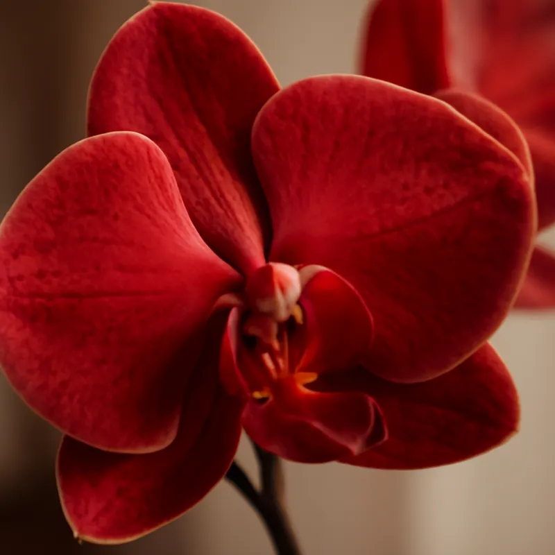 Orchidee (Brautorchidee) - rot - Bild 2