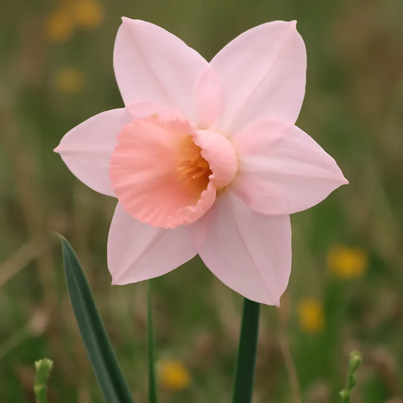 Osterglocke - rosa - Bild 4