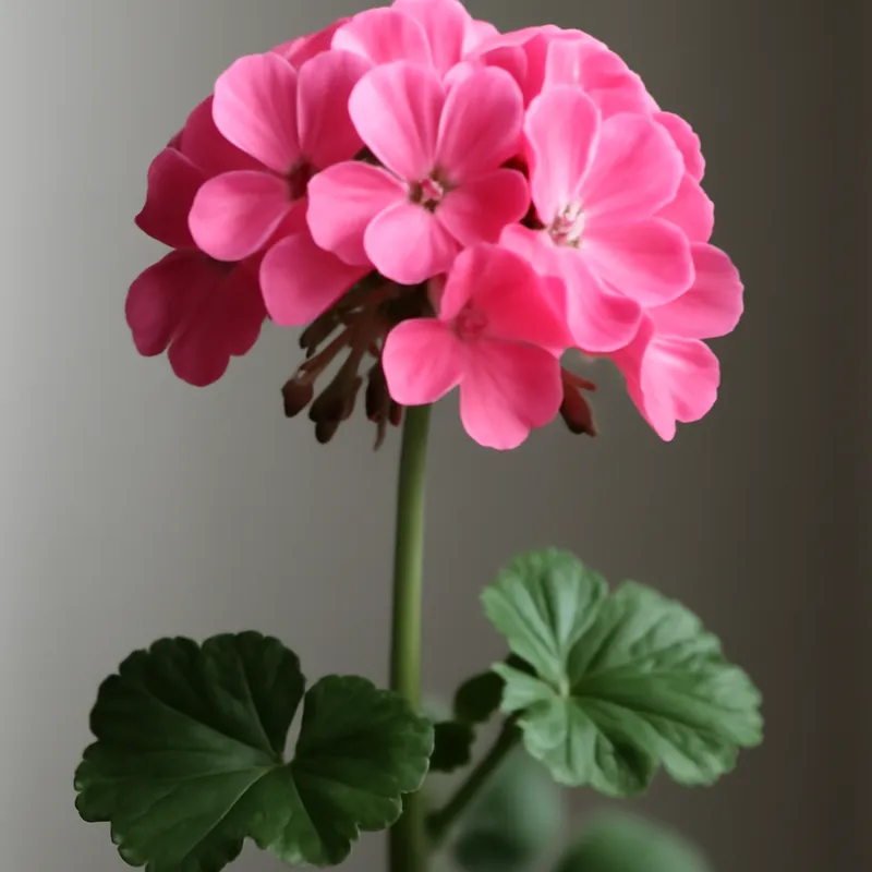 Pelargonie - klassisch