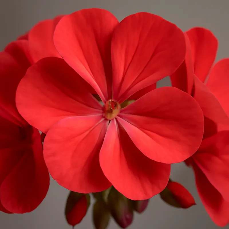 Pelargonie - klassisch - Bild 2