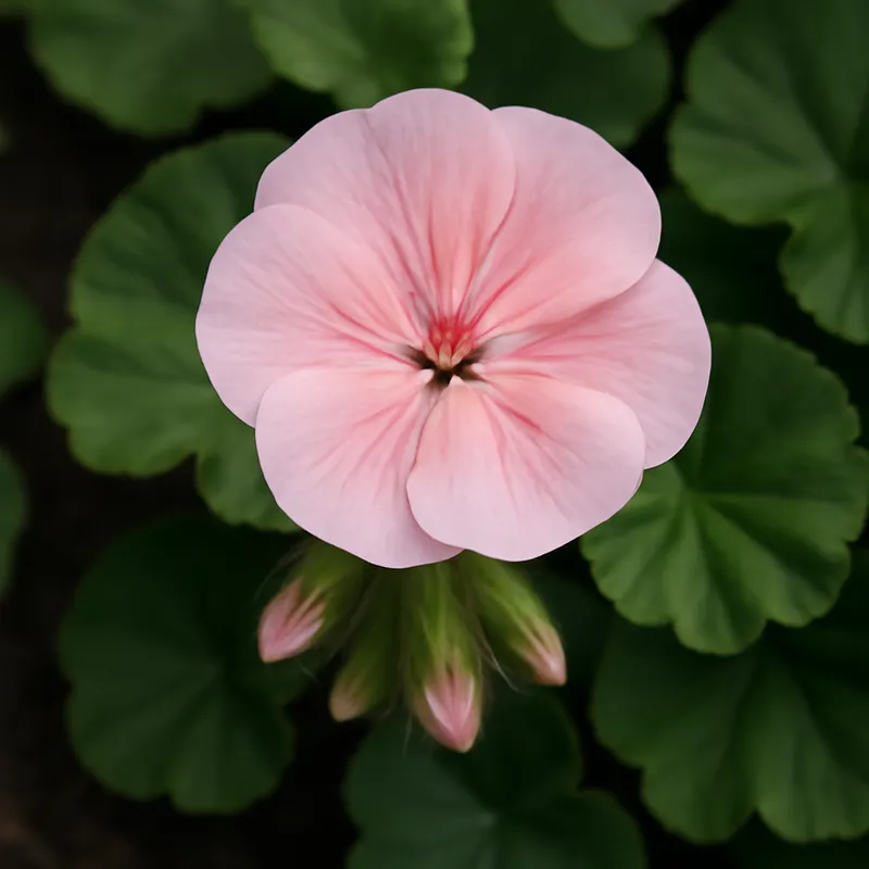 Pelargonie - rosa - Bild 4