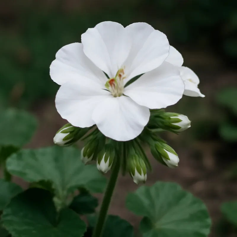 Pelargonie - Weiss - Bild 4