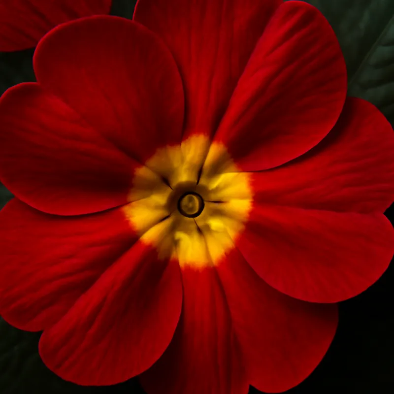 Primel - rot - Bild 2