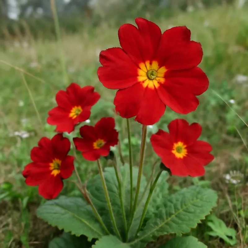 Primel - rot - Bild 4