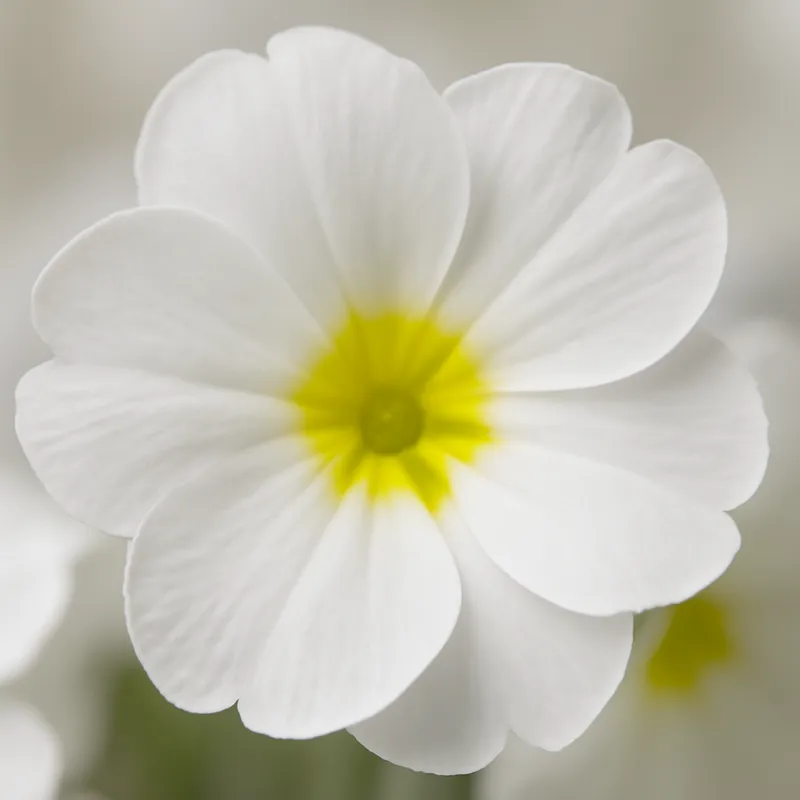 Primel - weiss - Bild 2