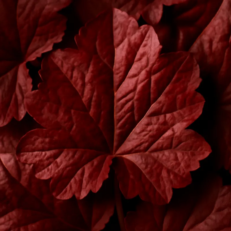 Purpurglöckchen - rot - Bild 2