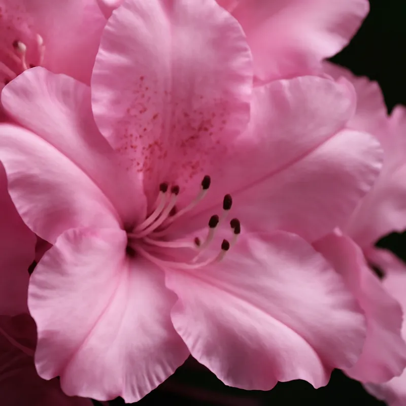 Rhododendron - rosa - Bild 2