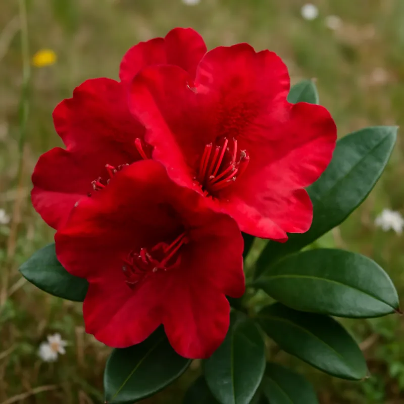 Rhododendron - rot - Bild 4