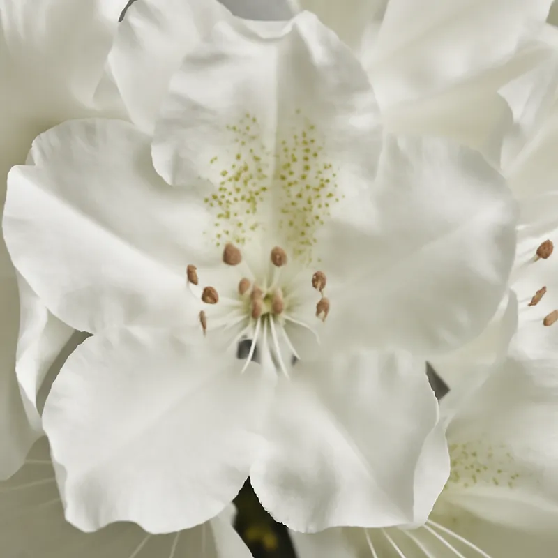 Rhododendron - weiss - Bild 2