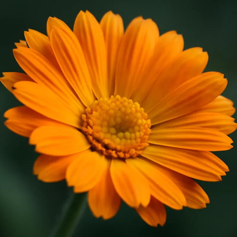 Ringelblume - klassisch - Bild 2