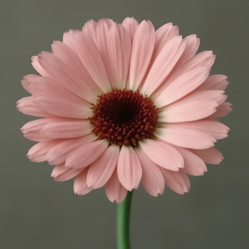 Ringelblume - rosa