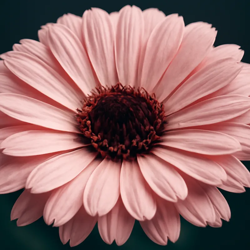 Ringelblume - rosa - Bild 2