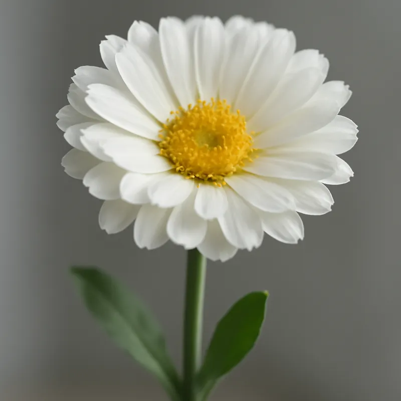 Ringelblume - weiss