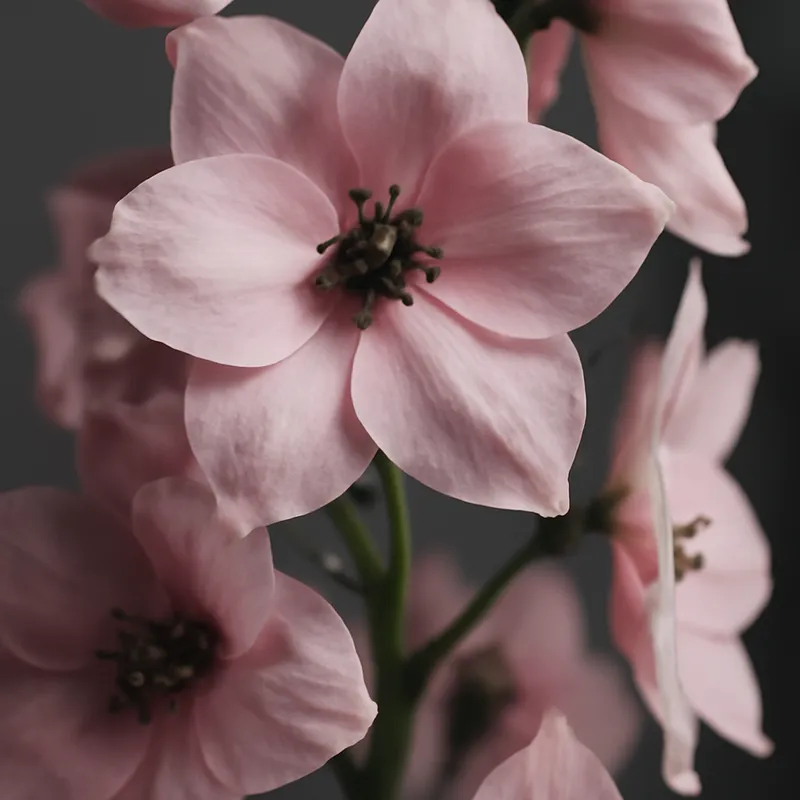Rittersporn - rosa - Bild 2