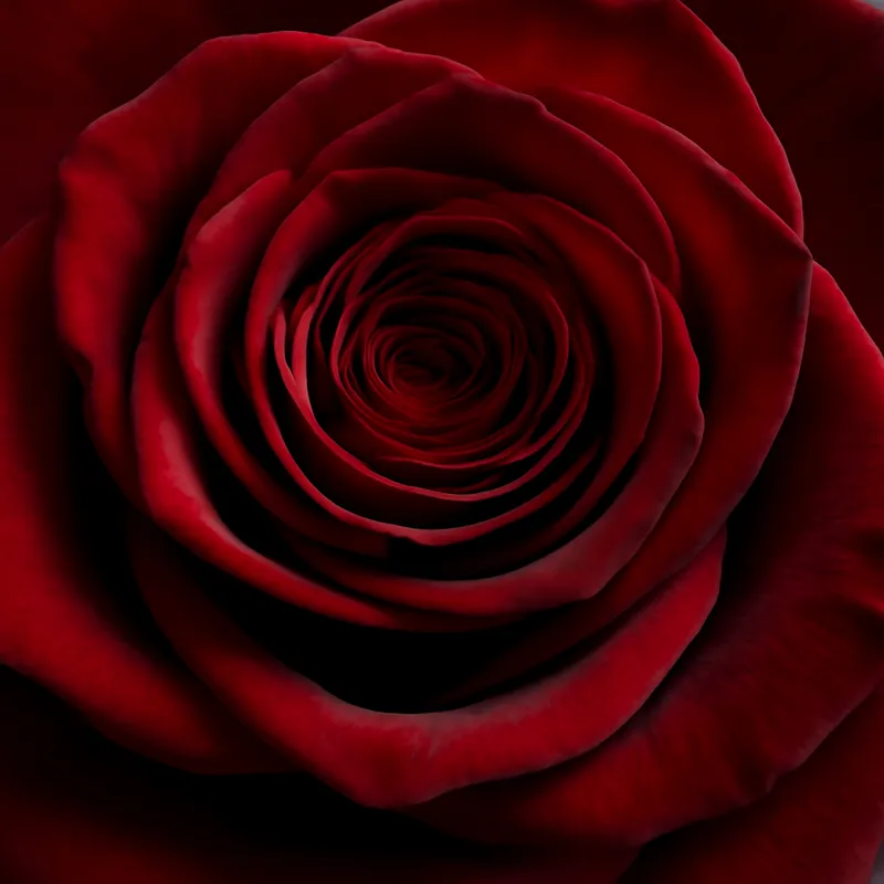 Rote Rosen in häuslicher Umgebung arrangiert