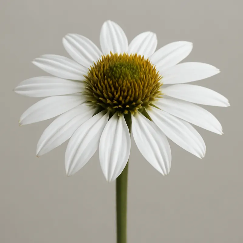Rudbeckia - weiss