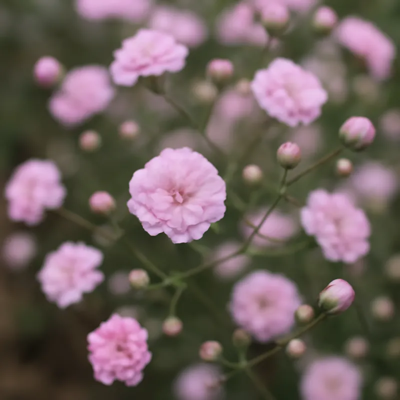 Schleierkraut - rosa - Bild 4