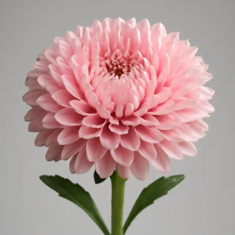 Sommeraster - rosa