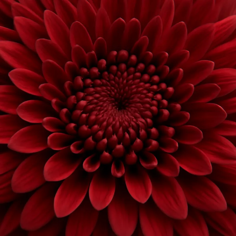 Sommeraster - rot - Bild 2