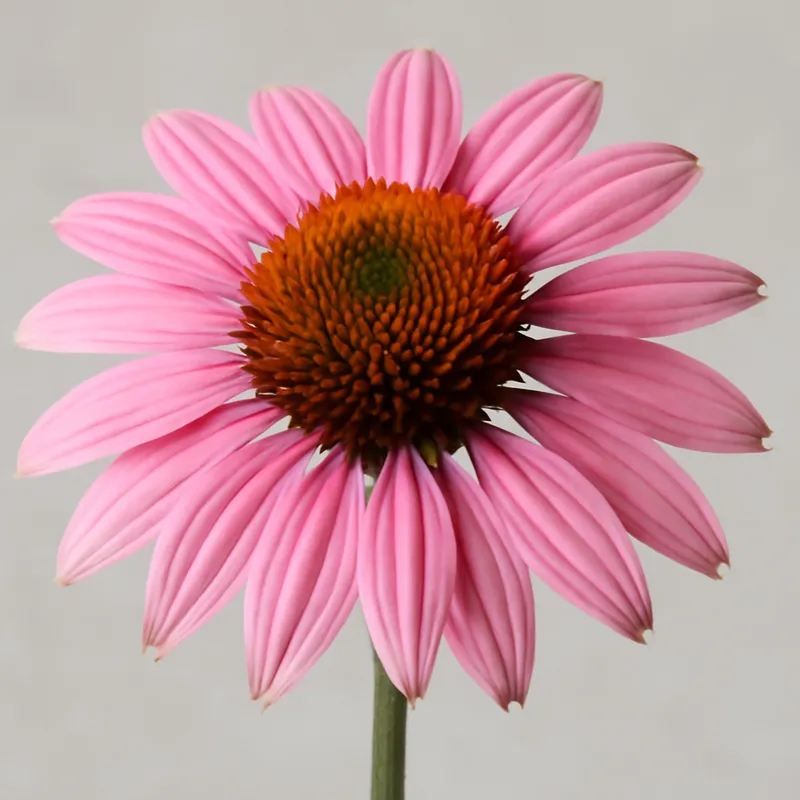 Sonnenhut - rosa