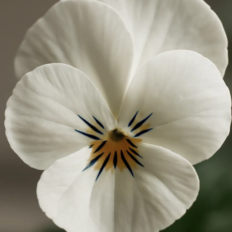 Stiefmütterchen - Weiss - Bild 2