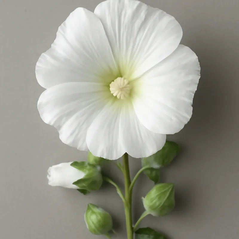 Stockrose - Weiss
