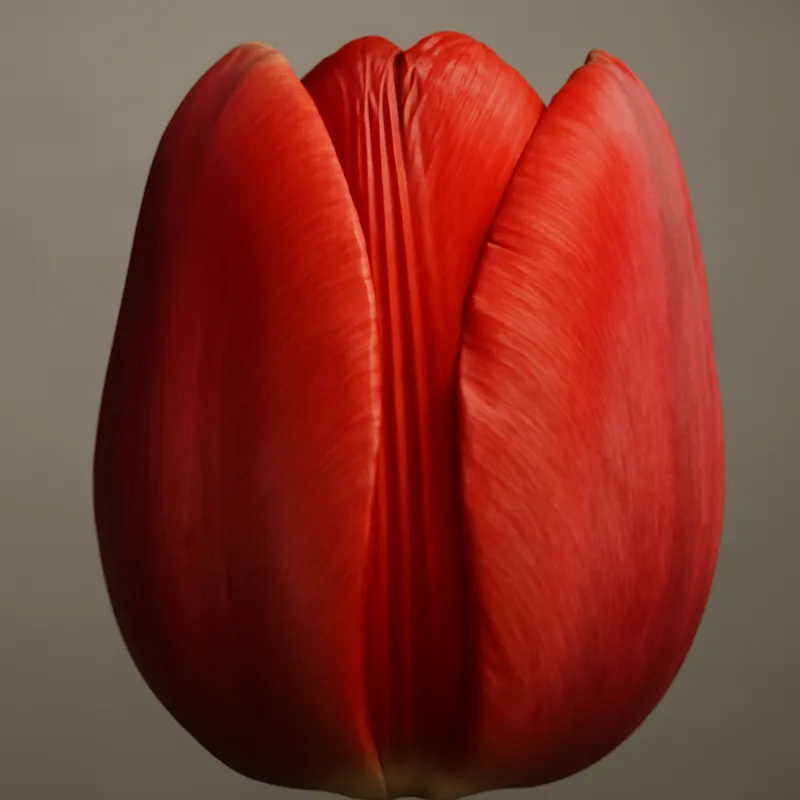 Tulpe - klassisch - Bild 2