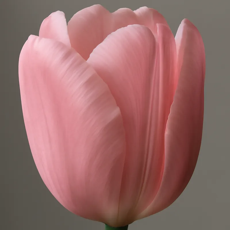 Tulpe - rosa - Bild 2