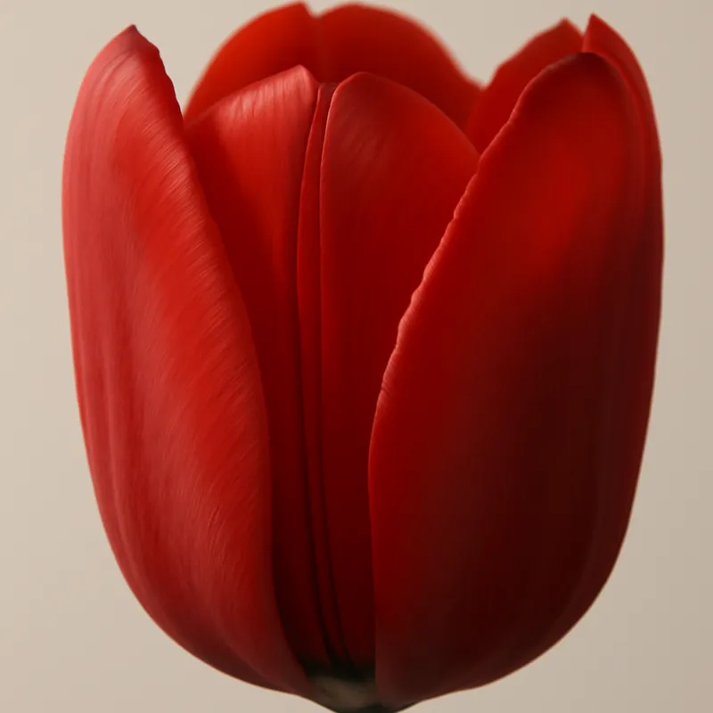 Tulpe - rot - Bild 2