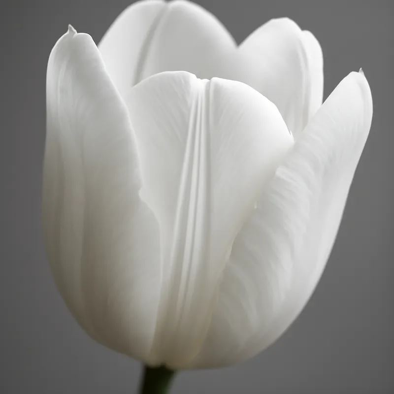 Tulpe - weiss - Bild 2