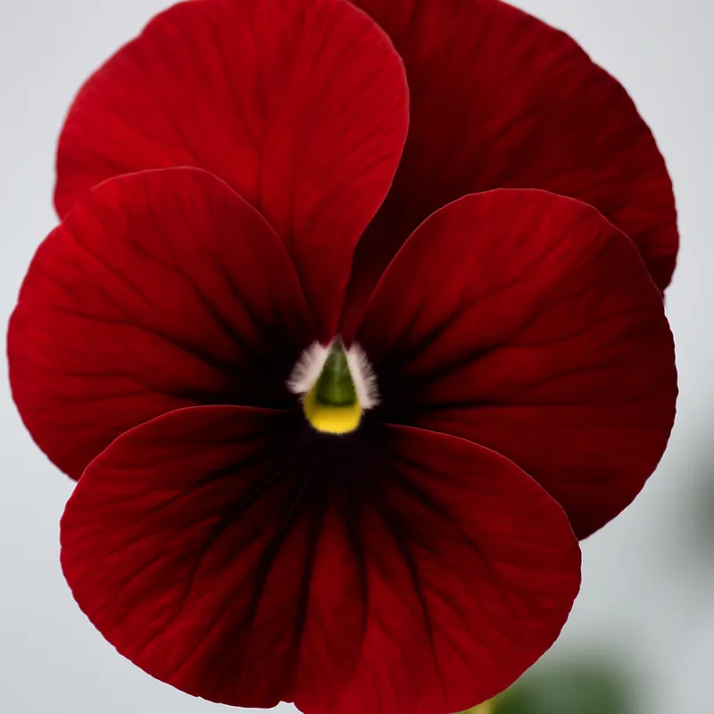 Veilchen - rot - Bild 2